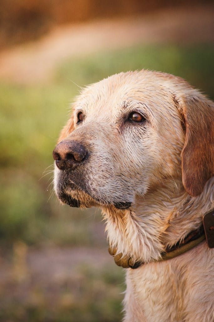 Golden Labrador Retriever gazing outdoors, Lima, Peru.