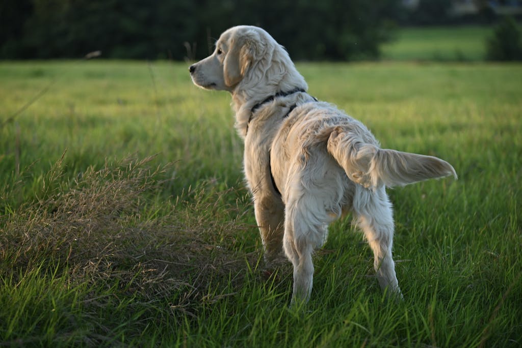 Golden Retriever standing in a grassy field during a calm summer evening.