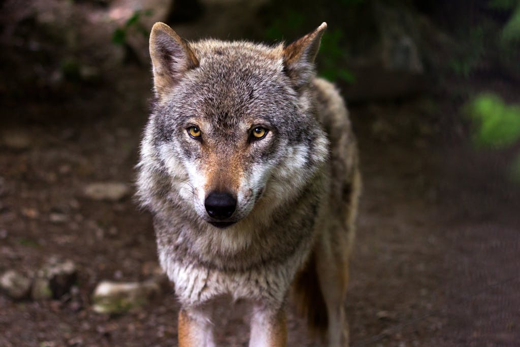 Intense gaze of a wild wolf in its natural habitat, showcasing its majestic fur and piercing eyes.