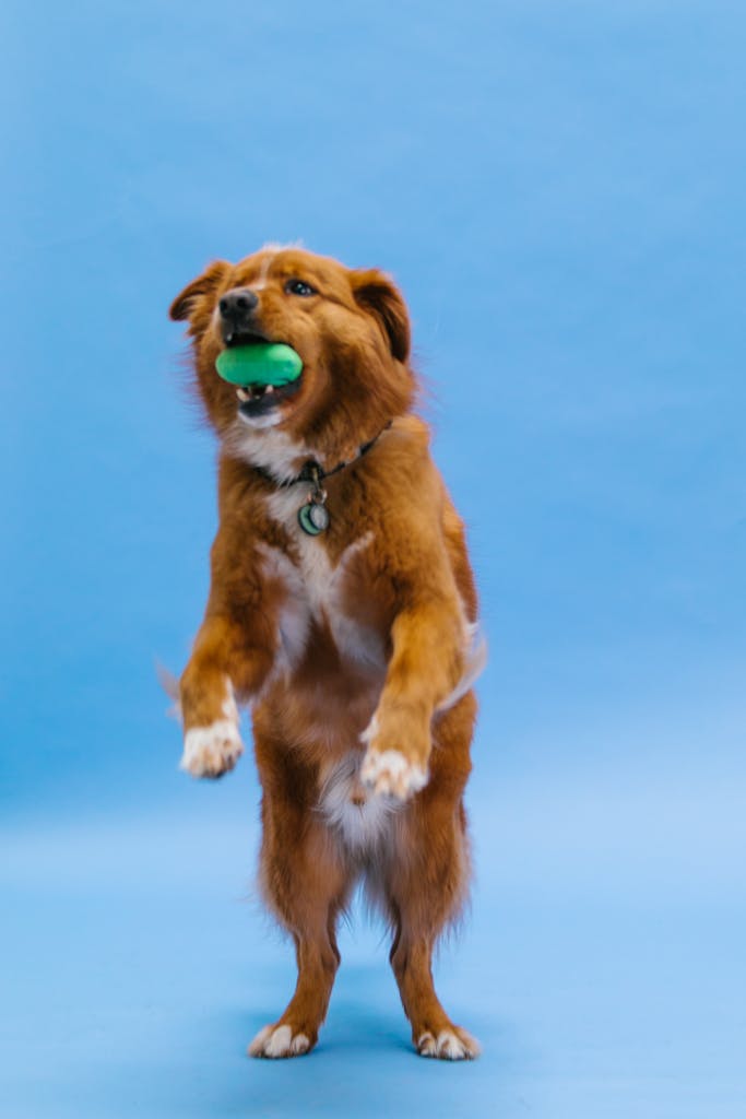 Playful dog standing on hind legs with a green ball against blue backdrop.