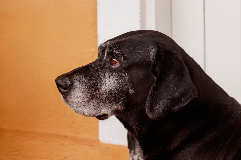 Profile of an elderly Labrador showing loyalty and wisdom against a colorful wall.