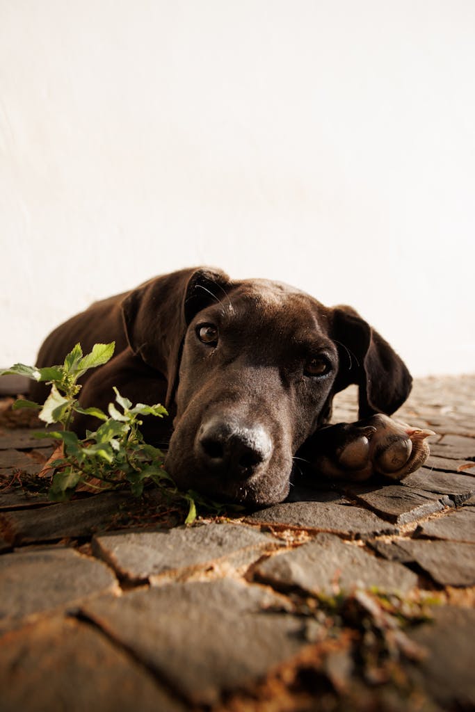 Resting Great Dane puppy on cobblestone with plant in outdoor setting.