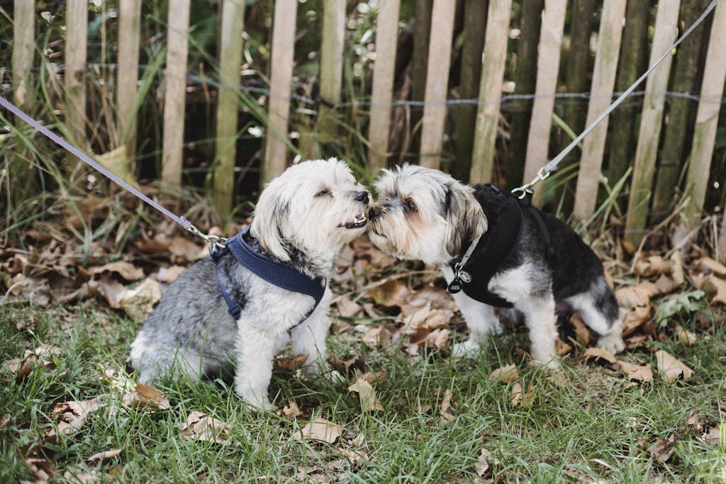 Two cute Yorkshire Terriers playfully interacting in a park setting, surrounded by autumn leaves.