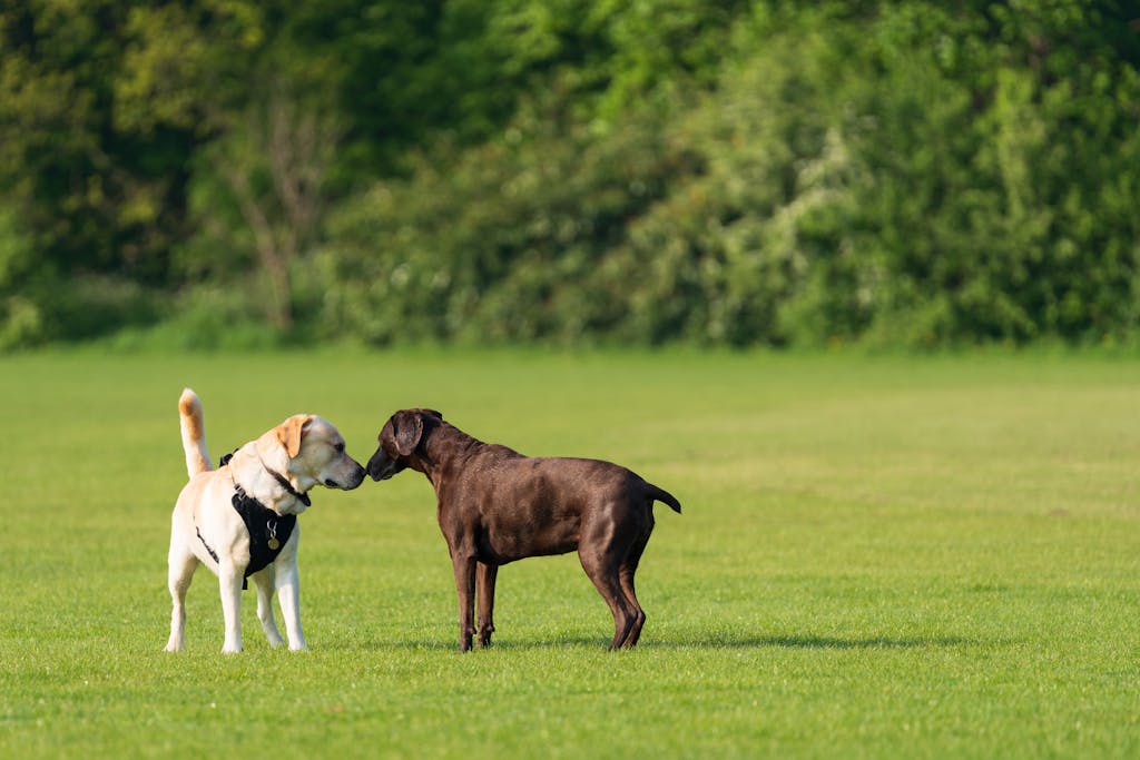 Two labrador retrievers, yellow and chocolate, greet on a sunny park day.