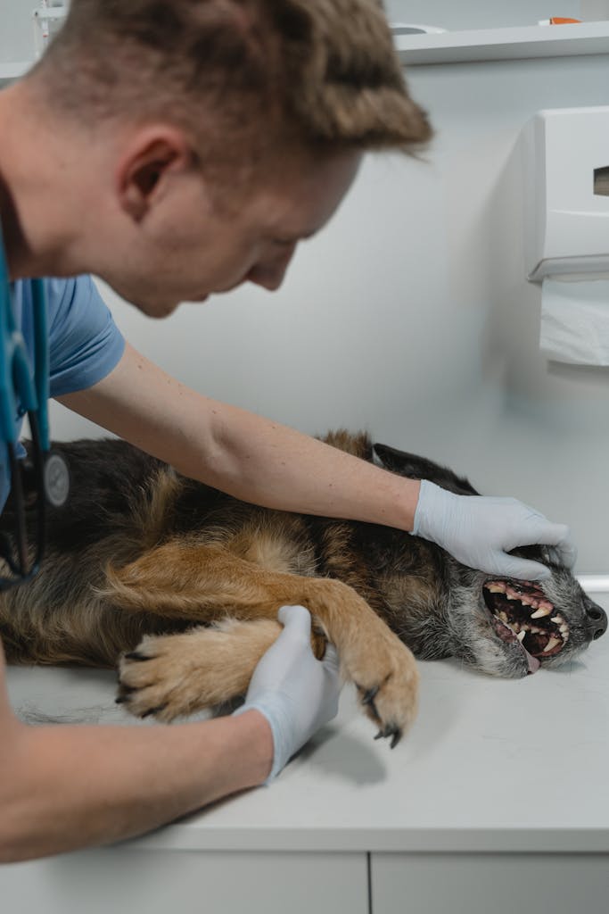 Veterinarian examines a German Shepherd's teeth during a routine checkup in a clinic.