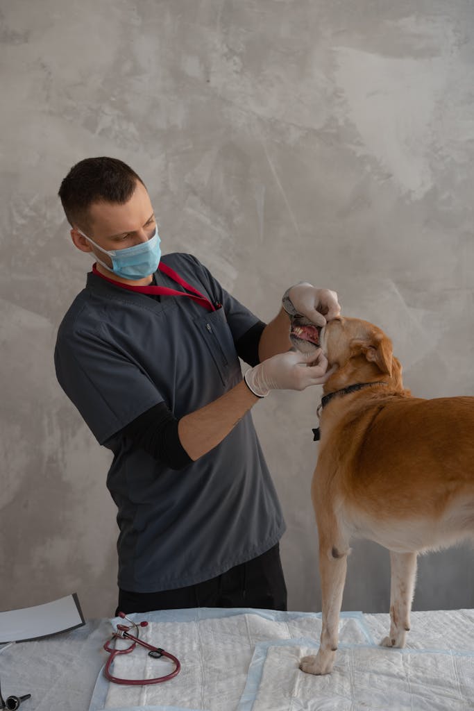 Veterinarian in mask and gloves examining a dog in a clinic.